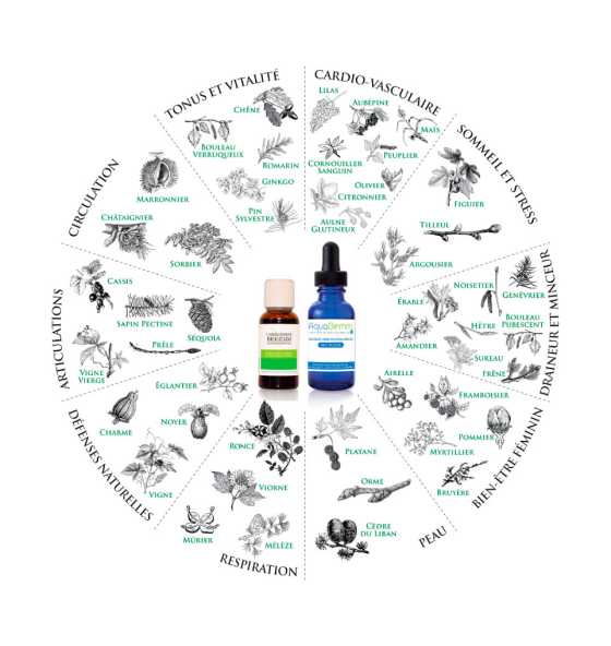 Le pouvoir des fleurs élixirs floraux thérapies douces