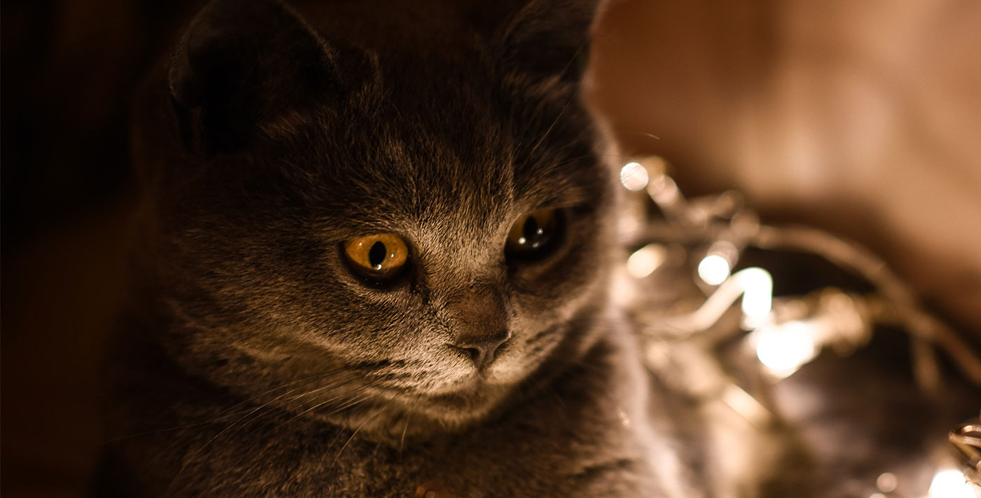 Soins au animaux magnetiseur guerisseur Arles Fontvieille